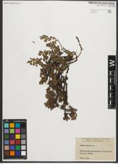 Foto von Salix retusa L.